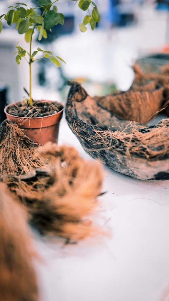 Charbon de coco pour  grillades